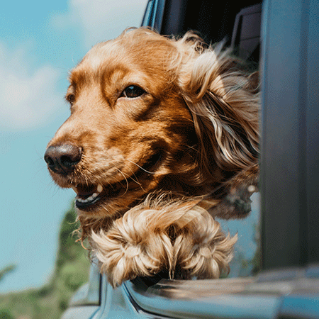 Terapihund