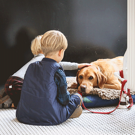 Terapihund kurs social tjänstehund